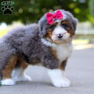 Sunny, Mini Bernedoodle Puppy